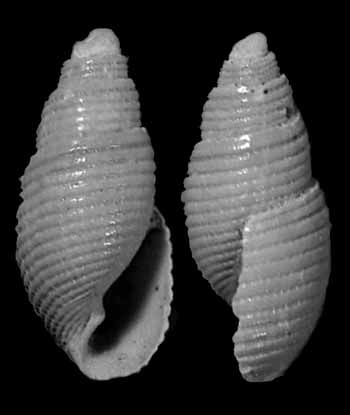 Microfossile 14